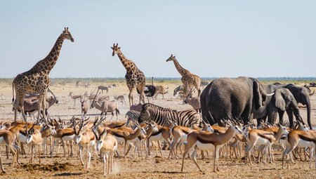 Tiere im Etosha