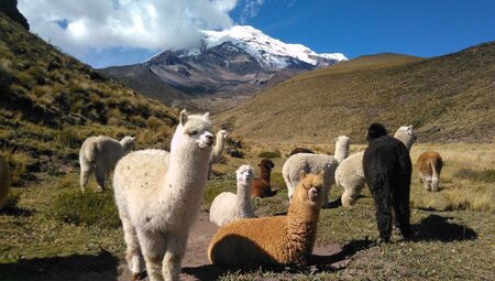 Chimborazo und Alpakas