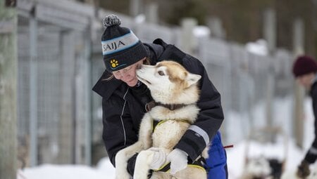 Husky in Saija