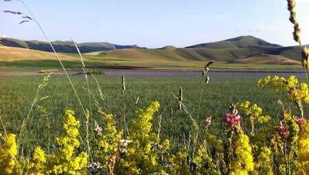 Blühende Landschaft bei Castelluccio