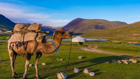 Lastkamel in der Mongolei