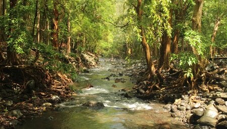 Dichter Wald im Herzen Mauritius