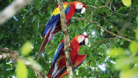 Guacamayas Papagein