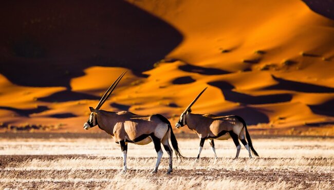 Antilope in Dünen