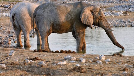 Wuestenelefant trinkt_2