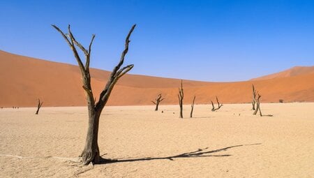 Dead Vlei