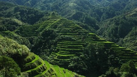 Banaue_Batad Reisfeld