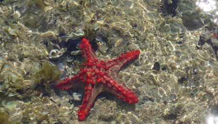 Roter Seestern Chumbe Island