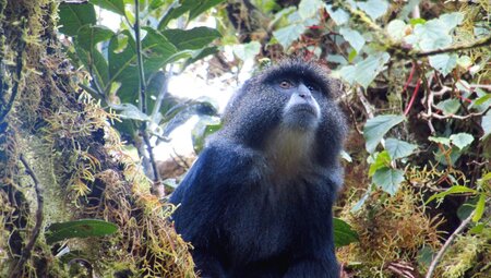 Affe am Kilimanjaro