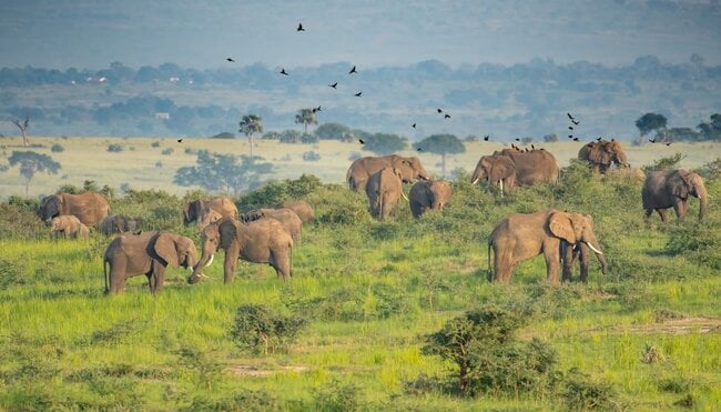 Große Herde afrikanischer Elefanten, Loxodonta africana, auf Nahrungssuche im Murchison Falls Nationalpark, Uganda