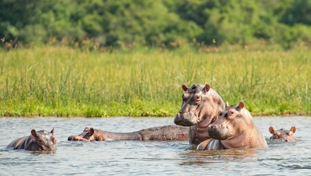 Familie der Flusspferde posiert im Murchison Falls Nationalpark, Uganda, Afrika