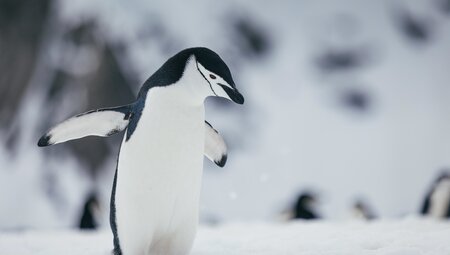 Antarctic Explorer: Discovering the 7th Continent 