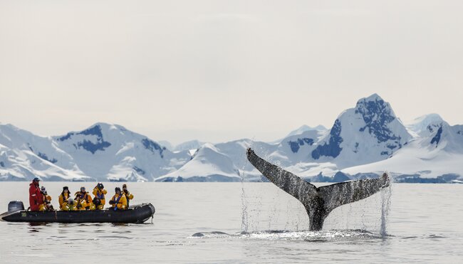 Falklands, South Georgia and Antarctica: Explorers and Kings