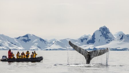 Falklands, South Georgia and Antarctica: Explorers and Kings