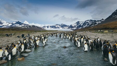 Falklands, South Georgia and Antarctica: Explorers and Kings