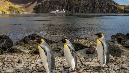 Shackleton's Falklands, South Georgia and Antarctica Expedition (Ocean Endeavour) 