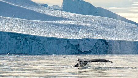 West Greenland Ice Odyssey: Glaciers and Icebergs