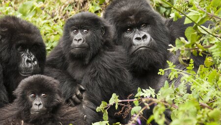 Premium Rwanda & Gorillas of Uganda
