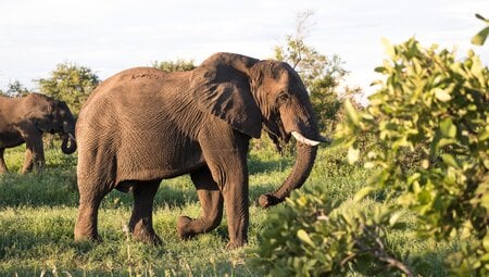 Southern Africa Safari