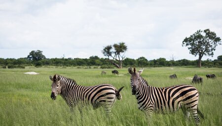 Southern Africa Safari