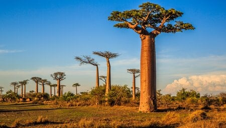 Die Highlights von Madagaskar erleben