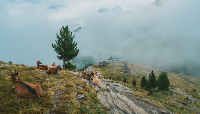 Von Südtirol bis an den Gardasee: Hüttentrekking in den Südalpen