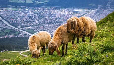 Alpenüberquerung individuell - von Alm zu Alm