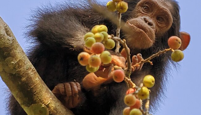 Primaten Safari in Uganda in der Gruppe