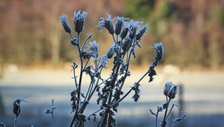 Winterblume Schottland