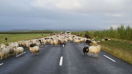 Festival der Schafe - Naturwunder, Wandern, Traditionen erleben