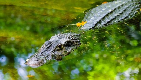 Pantanal: Brasilien & Argentinien