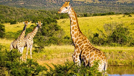 Big Five:Botswana,Südafrika & Simbabwe