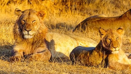 Tonnenweise Gänsehaut:Südafrika & Eswatini