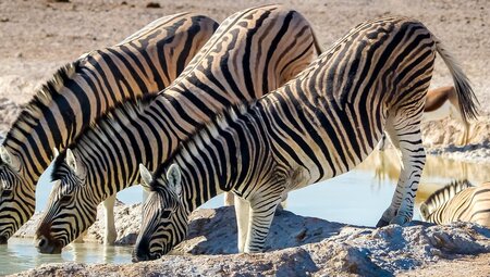 Caprivi:Botswana,Namibia und Simbabwe