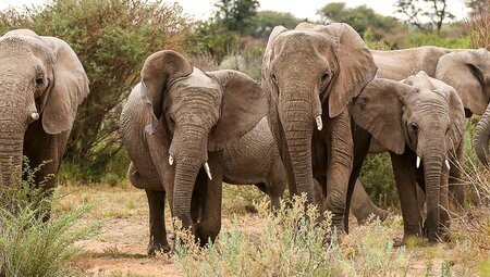 Caprivi:Botswana,Namibia und Simbabwe