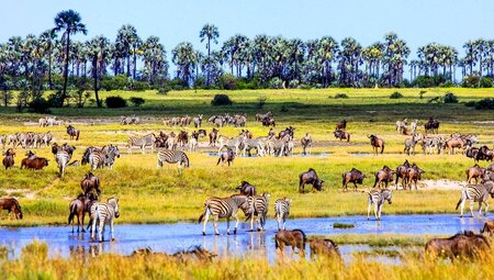 Okavango:Botswana,Simbabwe und Namibia