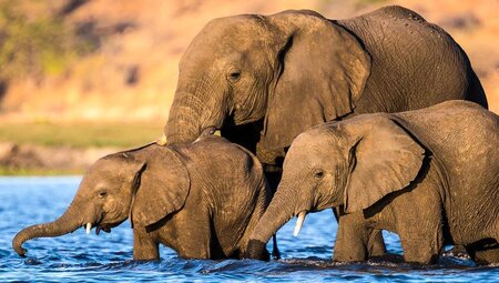 Okavango:Botswana,Simbabwe und Namibia