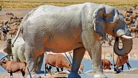 Etosha:Namibia