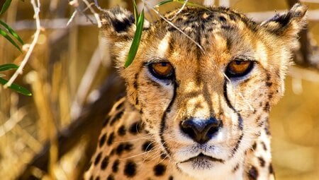 Etosha:Namibia