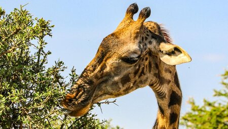 Unsterbliche Serengeti:Tansania