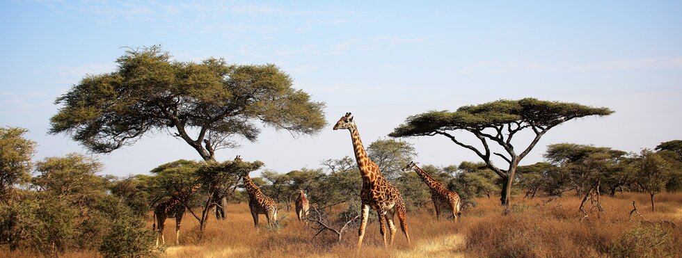 Tansania Classics: Serengeti bis Sansibar