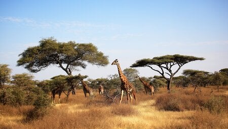 Tansania Classics: Serengeti bis Sansibar