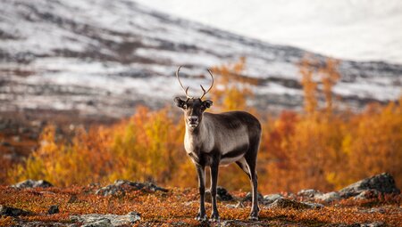 Abisko Sommer