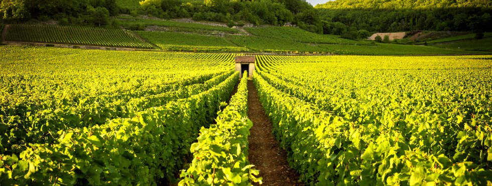 Weinberge Burgund 