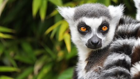 Die Highlights von Madagaskar erleben