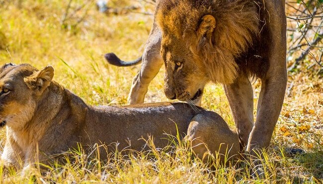 Kalahari: Namibia und Südafrika