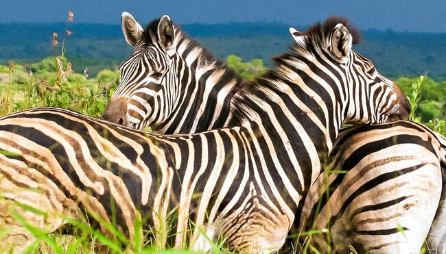 Krüger: Südafrika und Eswatini