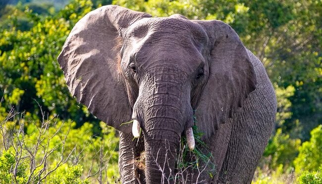 Tonnenweise Gänsehaut:Südafrika & Eswatini