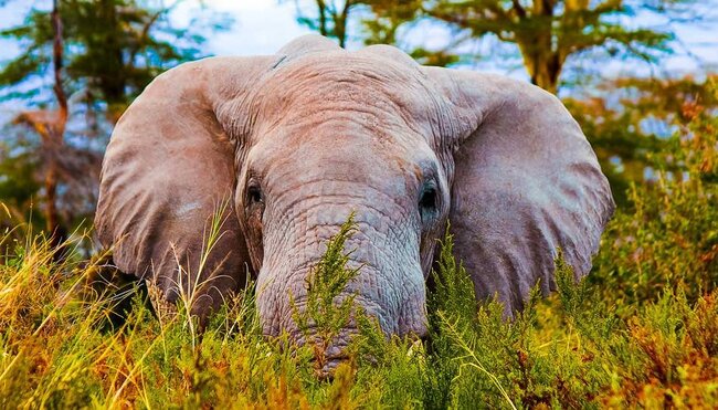 Ngorongoro:Tansania