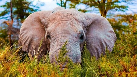 Ngorongoro:Tansania